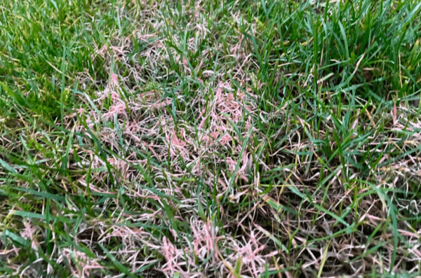 Gros plan sur des brins d'herbe présentant des filaments rouges caractéristiques de la maladie du fil rouge. Les brins de gazon sont affaiblis et brunissent progressivement, signe typique de cette maladie cryptogamique, favorisée par une carence en azote et des conditions humides