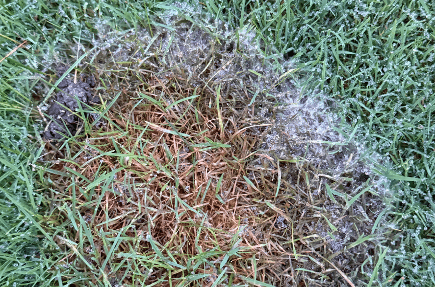 Gros plan sur une pelouse atteinte d'une maladie, montrant des taches circulaires jaunes à brun clair avec une légère couverture blanche en surface. Cette apparence est caractéristique des gazons affectés par un champignon en période humide et fraîche.