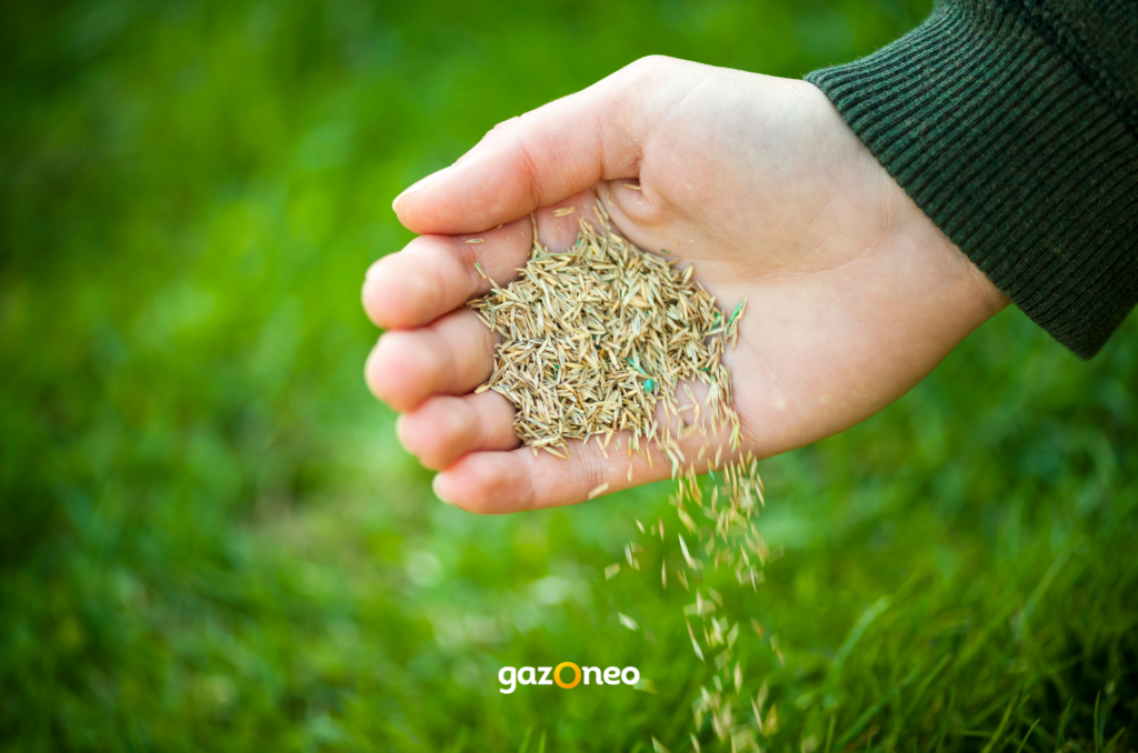 Graines de gazon en germination, jeunes pousses vertes dans un sol humide