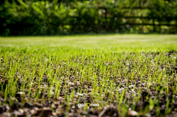 Jeunes pousses de gazon sortant du sol après germination, croissance sous conditions optimales