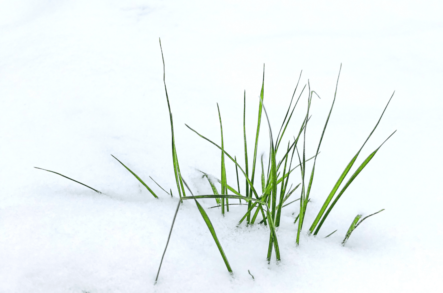 Avant Pendant Et Apr S Tout Savoir Sur Le Gazon En Hiver Gazoneo